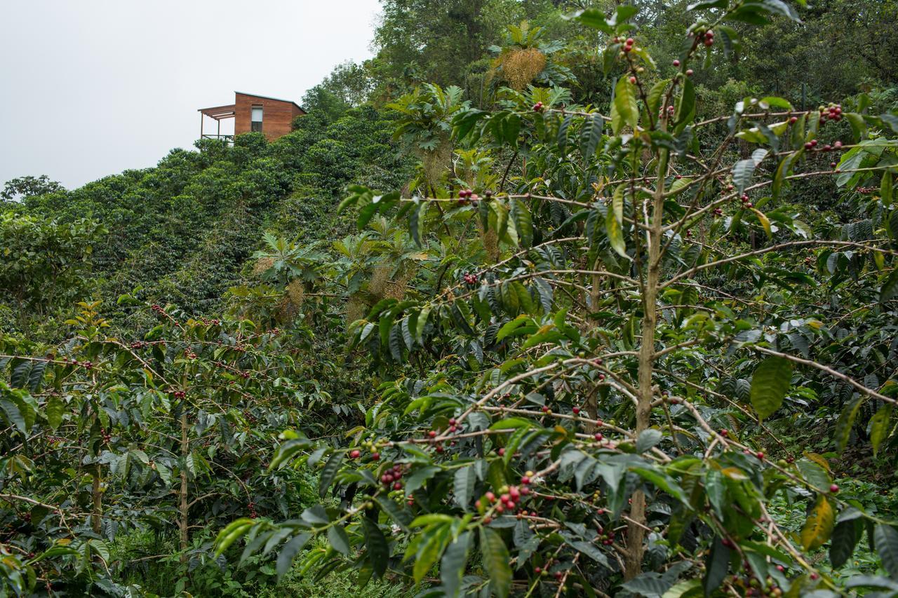 Coffee & Adventure Hotel By La Palma Y El Tucan Zipacon Buitenkant foto